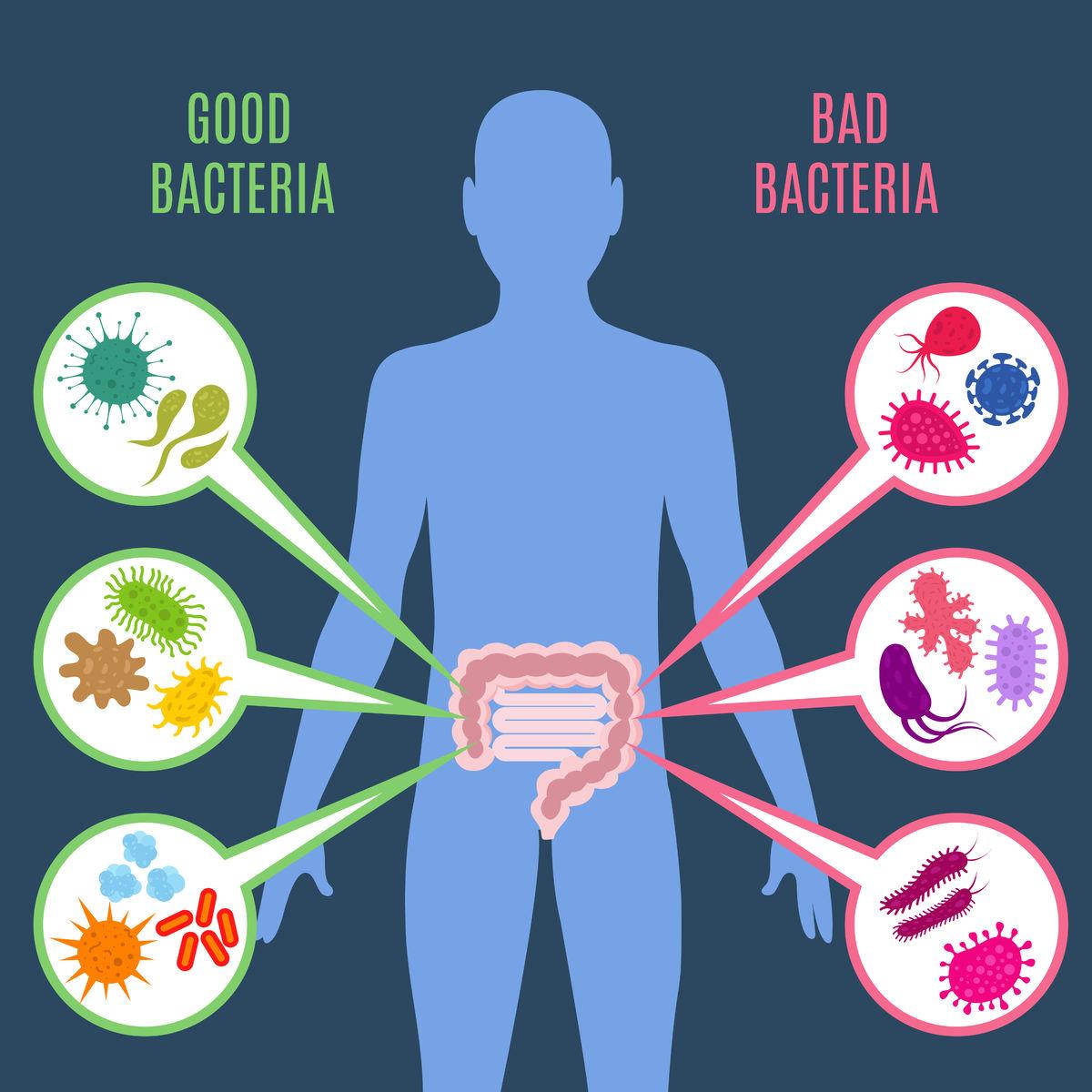 Jak dlouho po Antibiotikach brát probiotika?