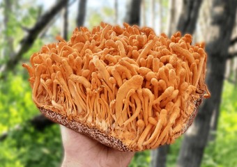 Cordyceps_644edb62-7fe0-4788-b04f-0f4b8d8883ab.jpg